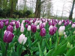 Keukenhof (29)
